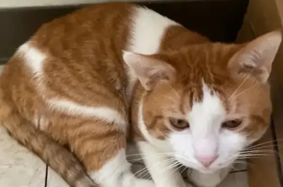 Lost Cat: Orange & White Male, Allentown