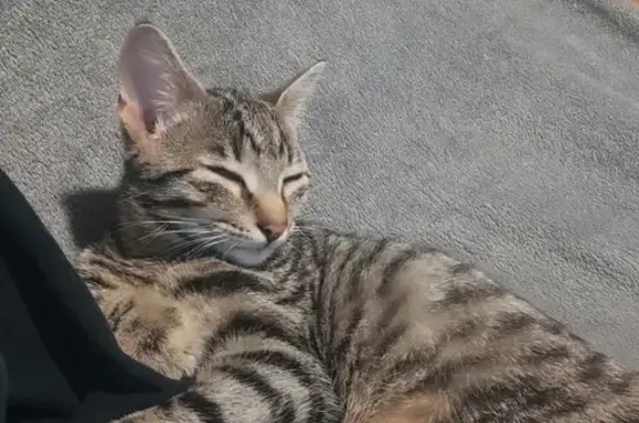 Chat mâle tigré perdu à Abbécourt - photo