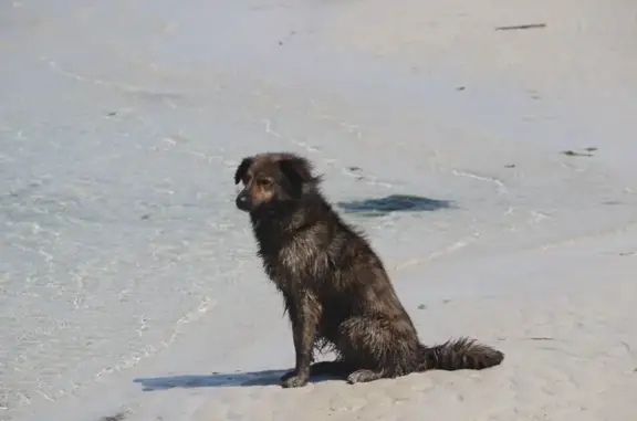 Animaux perdus Santec, photo: Chienne perdue à Santec, route du Dossen