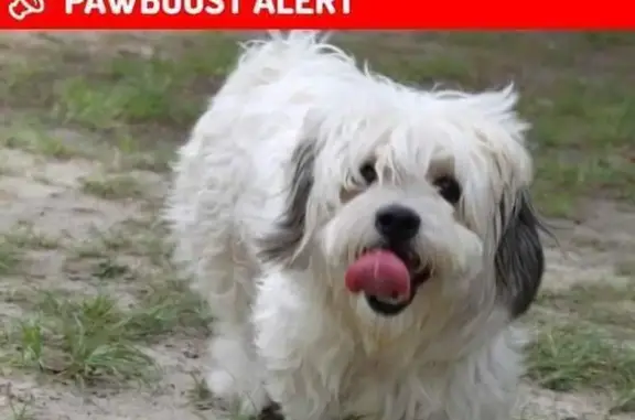 Missing Shy Dog Needs Medication Daily