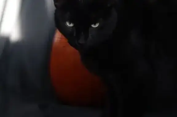 Lost Black Cat: Skittish, Clipped Ear