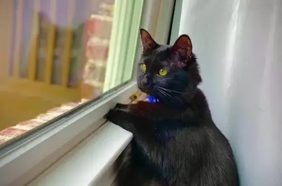 Missing: Friendly Black Cat in Brentwood