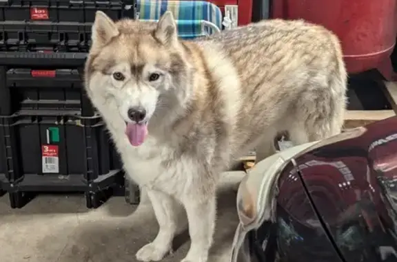 Found Well-Groomed Dog Near Buffalo Rd