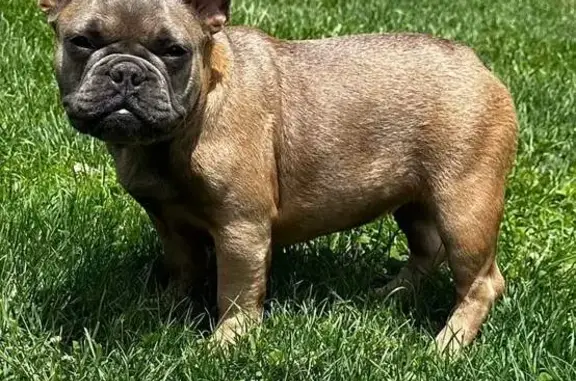 Missing Tan French Bulldog in Indy