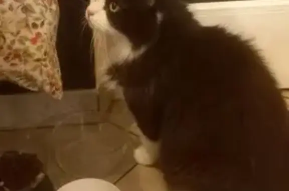 Chat mâle noir et blanc trouvé à Marly - photo