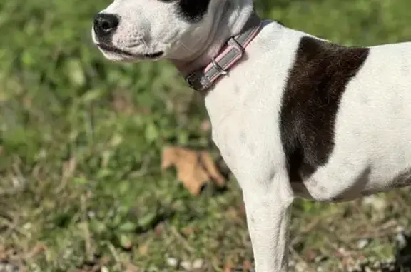 Chiot perdu avec collier rose à La Bâtie - photo