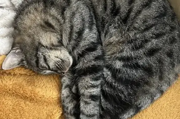 Animaux perdus , photo: Chatte tigrée Mia perdue à Villevieux