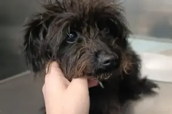 Petite chienne noire trouvée à Grumesnil - photo