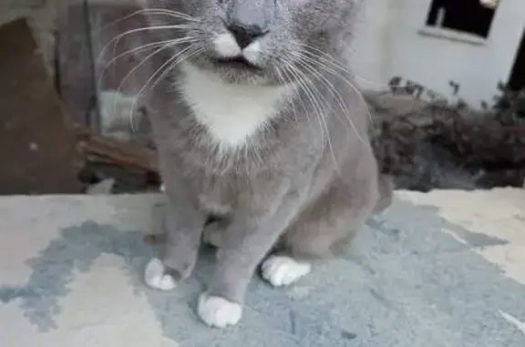 Chat trouvé à Tarbes, Rue Arago - photo