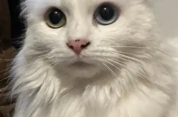 Animaux perdus Harfleur, photo: Chatte blanche disparue à Harfleur
