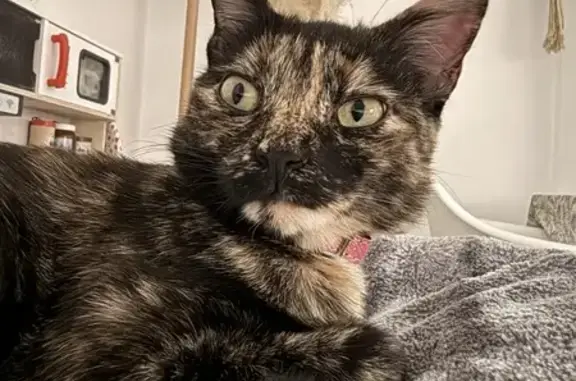 Animaux perdus Marseille Bompard, photo: Chatte écaille disparue Traverse Fenêtres
