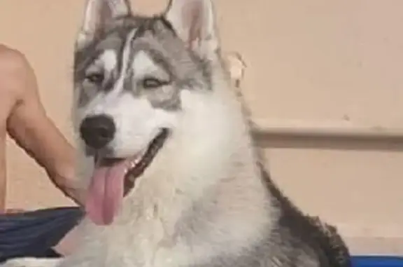 Chien perdu Sedan, photo : Husky mâle volé à Sedan, Place de la Halle