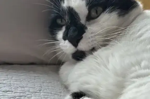 Animaux perdus Auterive, photo: Chat disparu à Auterive : blanc et noir