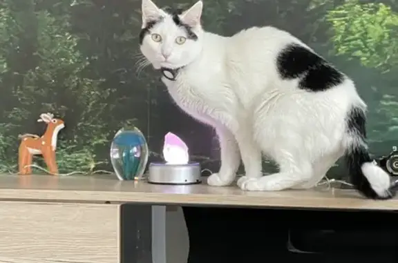 Animaux perdus Metz, photo: Chatte perdue à Metz, rue Malardot