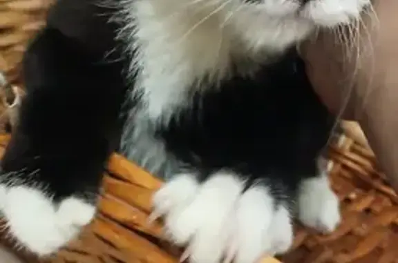 Animaux trouvés Piolenc, photo: Chat noir et blanc trouvé à Piolenc