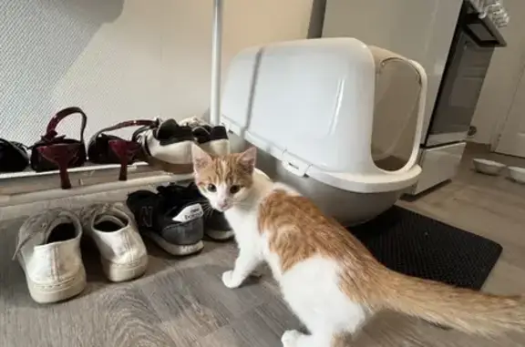 Chat trouvé à Saint-Forgeux (69) - photo