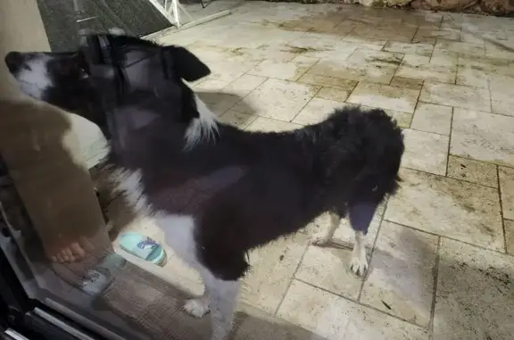 Chien trouvé Nailly, photo: Chien Border Collie errant à Nailly