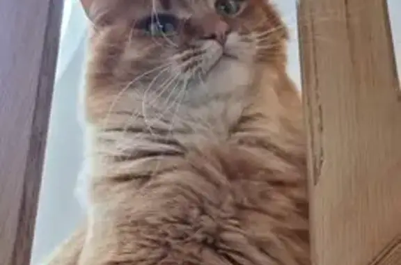Animaux perdus Strasbourg, photo: Chatte rousse perdue à Strasbourg Robertsau