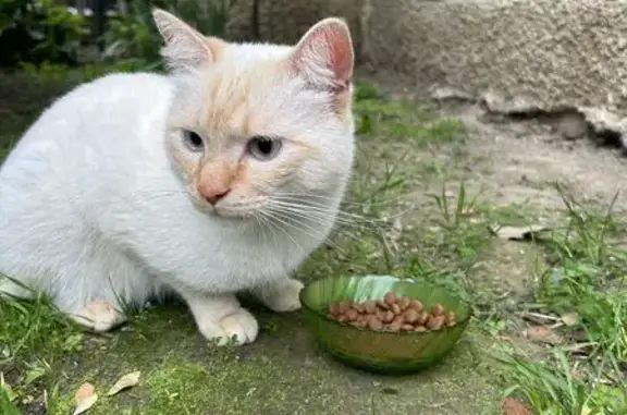 Animaux trouvés Toulouse, photo: Jeune chat trouvé à Toulouse