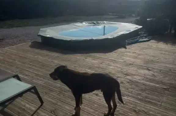 Chien trouvé , photo: Beauceron croisé trouvé sans collier à Vingrau