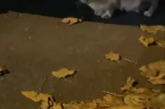 Appel à l'aide pour chats errants à Lille - photo