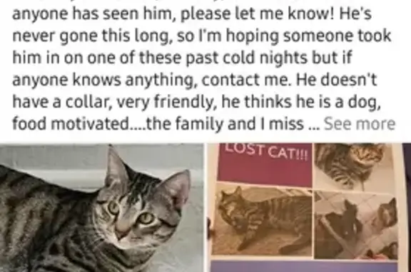 Lost Grey Cat: Help Bring Him Home!