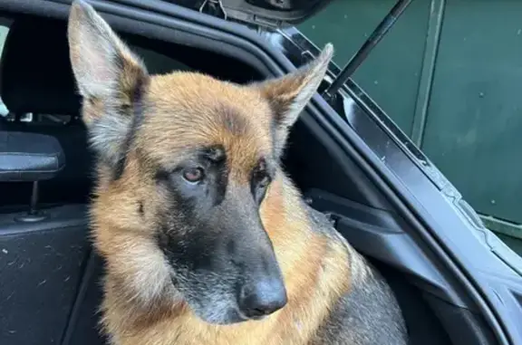 Chien trouvé , photo: Berger allemand trouvé à Heilles