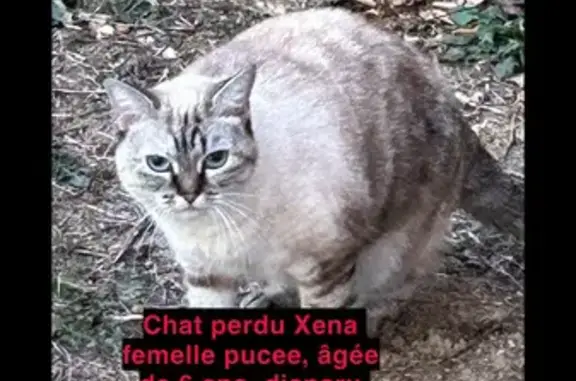 Chat siamois beige et blanc disparu à Tournefeuille - photo