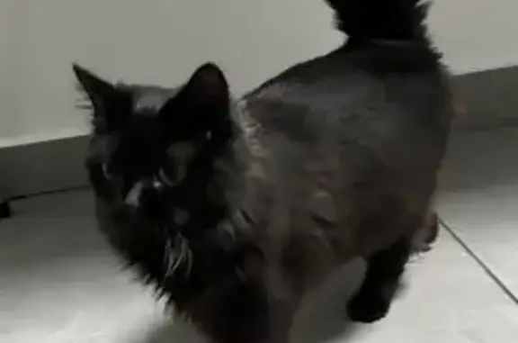 Animaux trouvés Champigny-sur-Marne, photo: Chat noir trouvé à Coeuilly, Champigny