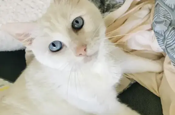 Animaux perdus , photo: Chatte blanche sourde perdue à Dizimieu
