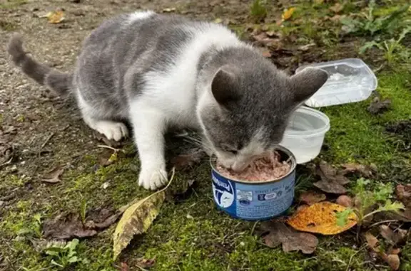 Chat trouvé à La Morinais, Guichen - photo