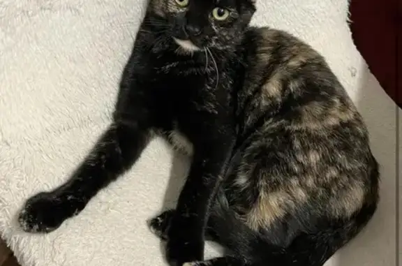 Animaux perdus , photo: Chatte écaille peureuse perdue à Oslon