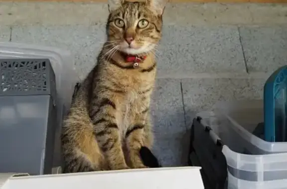 Chat perdu, Retiers, photo: Chat perdu, collier rouge, Rue Tabarly