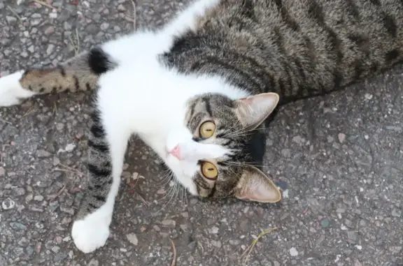 Animaux perdus , photo: Chat Européen tigré gris perdu