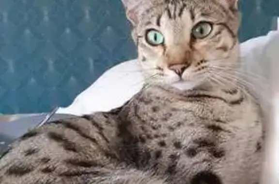 Chat tacheté gris perdu à Poisvilliers - photo