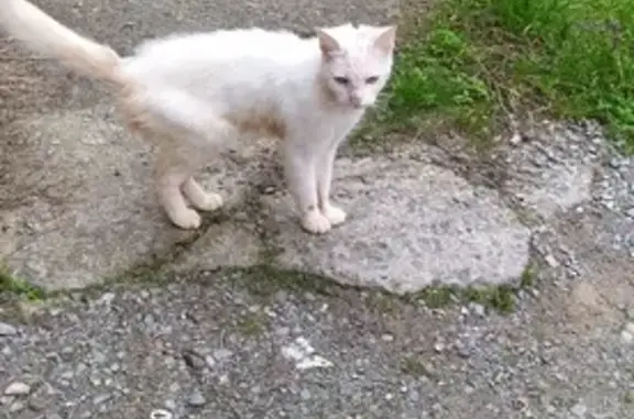 Chatte blanche trouvée quartier St-Jacques - photo