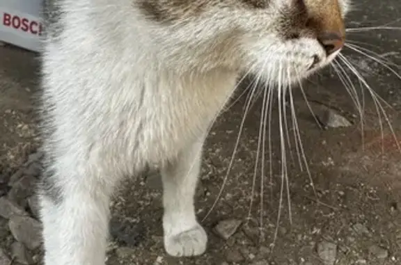 Chatte câline trouvée à Luzillat - photo