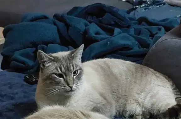 Tigrou, chat mâle perdu à Assat - photo