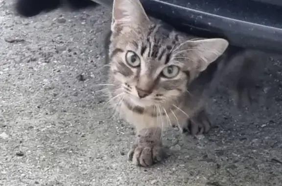 Chat tigré trouvé à Sainte-Marguerite - photo