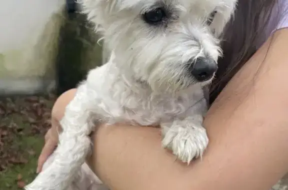 Bichon maltais femelle trouvé à Albon - photo