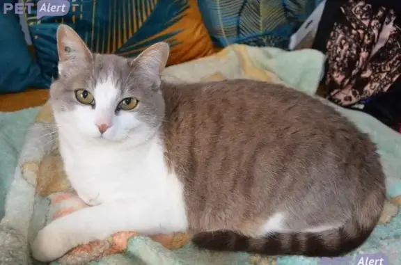 Animaux perdus Courville-sur-Eure, photo: Chatte tigrée disparue à Courville-sur-Eure