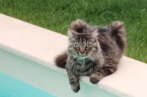 Chat mâle tigré disparu au Thor - photo