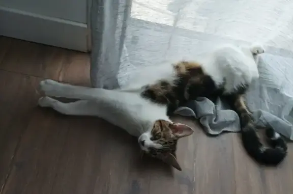 Chat perdu, tâche marron museau, Idron - photo