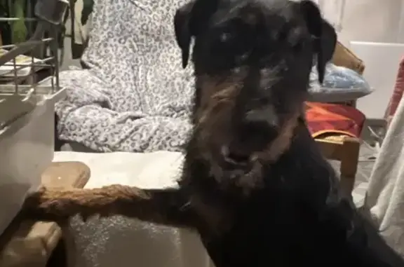 Chien trouvé , photo: Chien trouvé avec collier serré à La Folletière