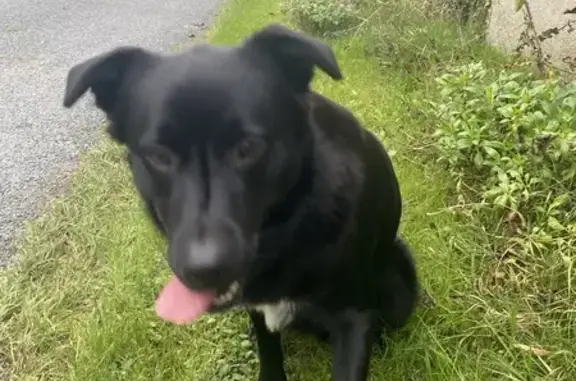 Jeune labrador noir trouvé à Chemillé - photo