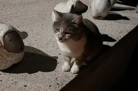 Animaux trouvés , photo: Chat trouvé : mâle non castré, blessé