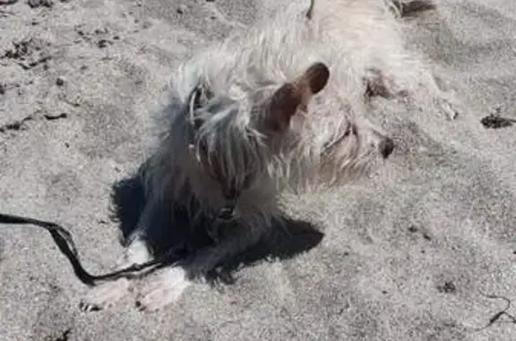 Lost All-White Dog in Fort Pierce