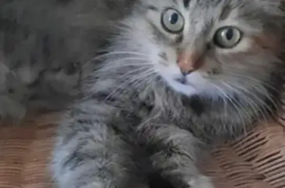 Chat perdu, Saint-Georges-sur-Baulche, photo: Chatte tigrée perdue à Saint-Georges