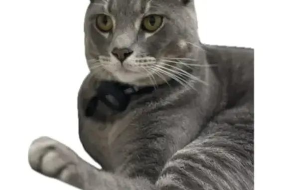 Lost Grey Tabby Cat on Oakridge Dr.