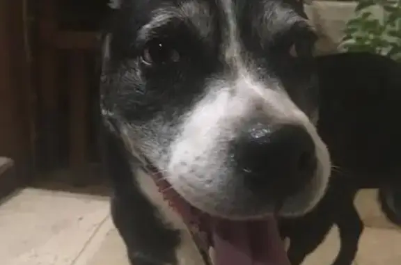 Chien trouvé , photo: Chienne âgée noire et blanche trouvée 55